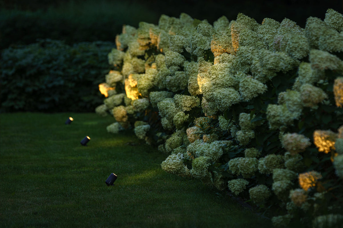 Lightpro 12 volt tuinspots lichten een border met hortensia's aan in de avond