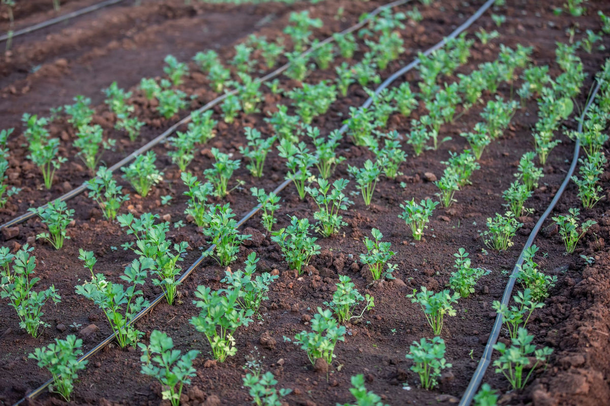 Drip line bij jonge moestuinplanten voor automatische druppelirrigatie