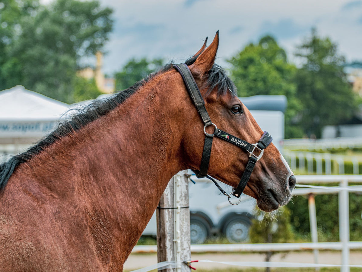 Bruin paard met halster bij een hek in de weide