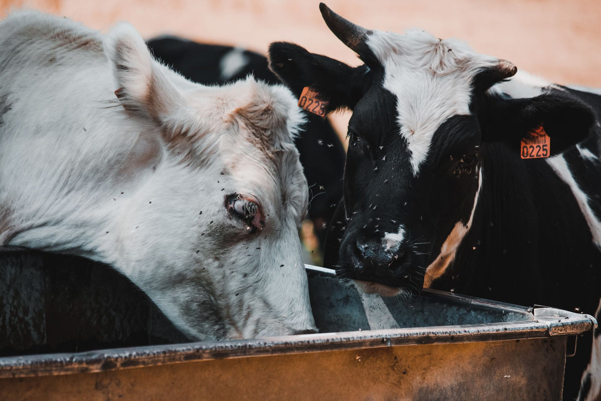 Koeien met oormerken drinken water uit een drinkbak op een boerderij