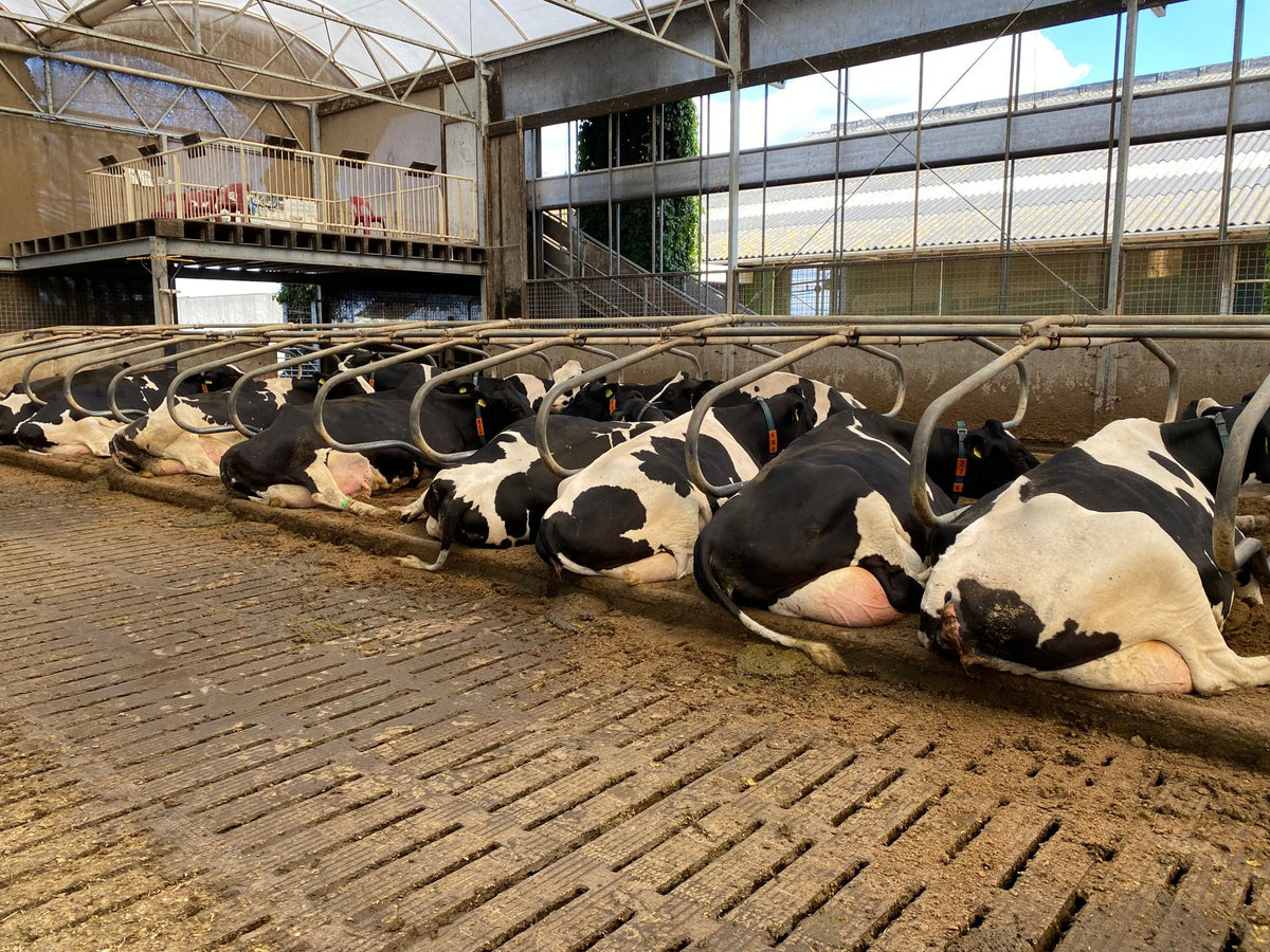 Holstein koeien in een Nederlandse ligboxenstal