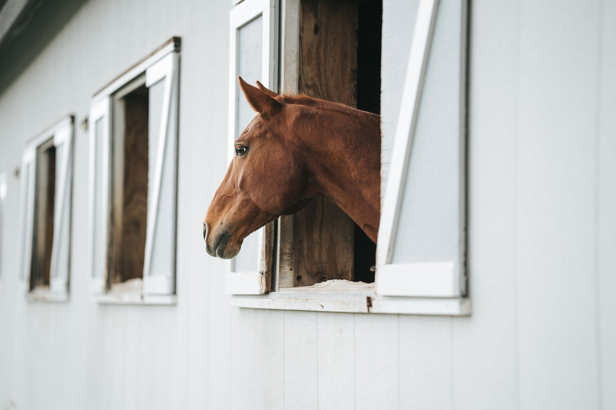 Kastanjebruin paard kijkt uit het raam van een boerderijstal