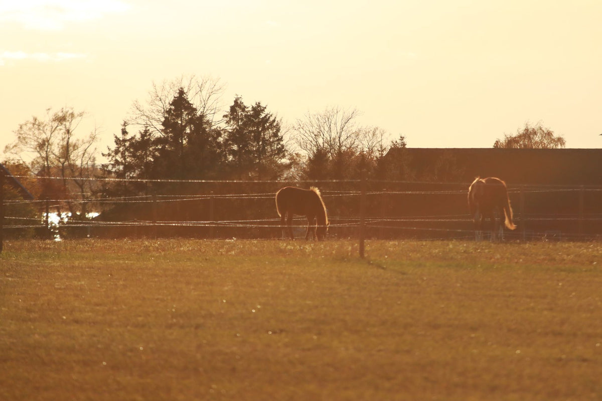 Paarden grazen rustig in een groene weide met omheining