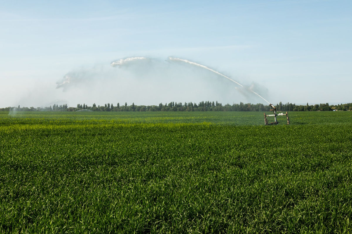 Automatisch beregeningssysteem sproeit water over een groen gazon