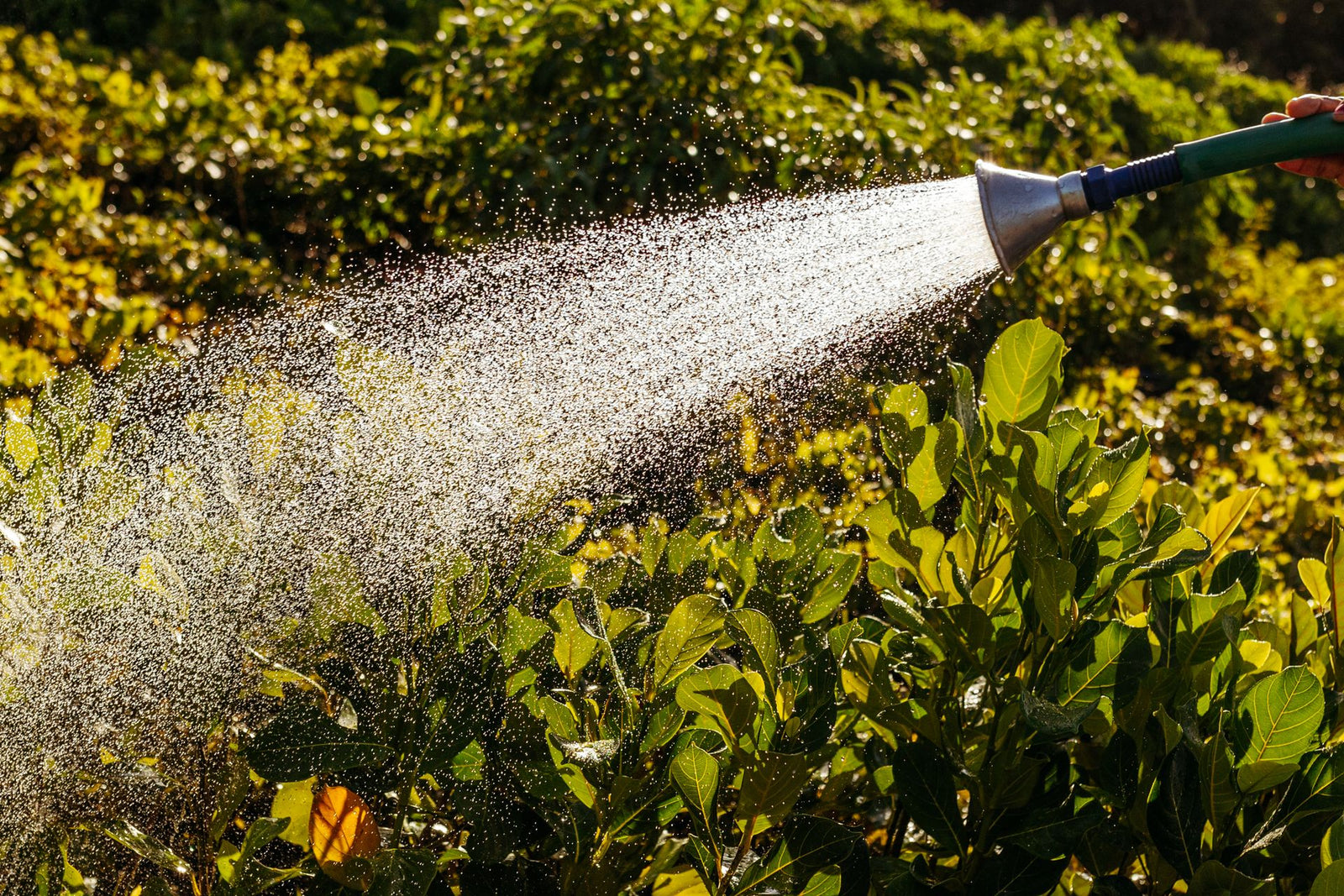 Tuinslang sproeit water over groene planten in de tuin