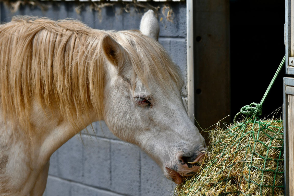 Paard eet hooi uit een hooinet in de stal