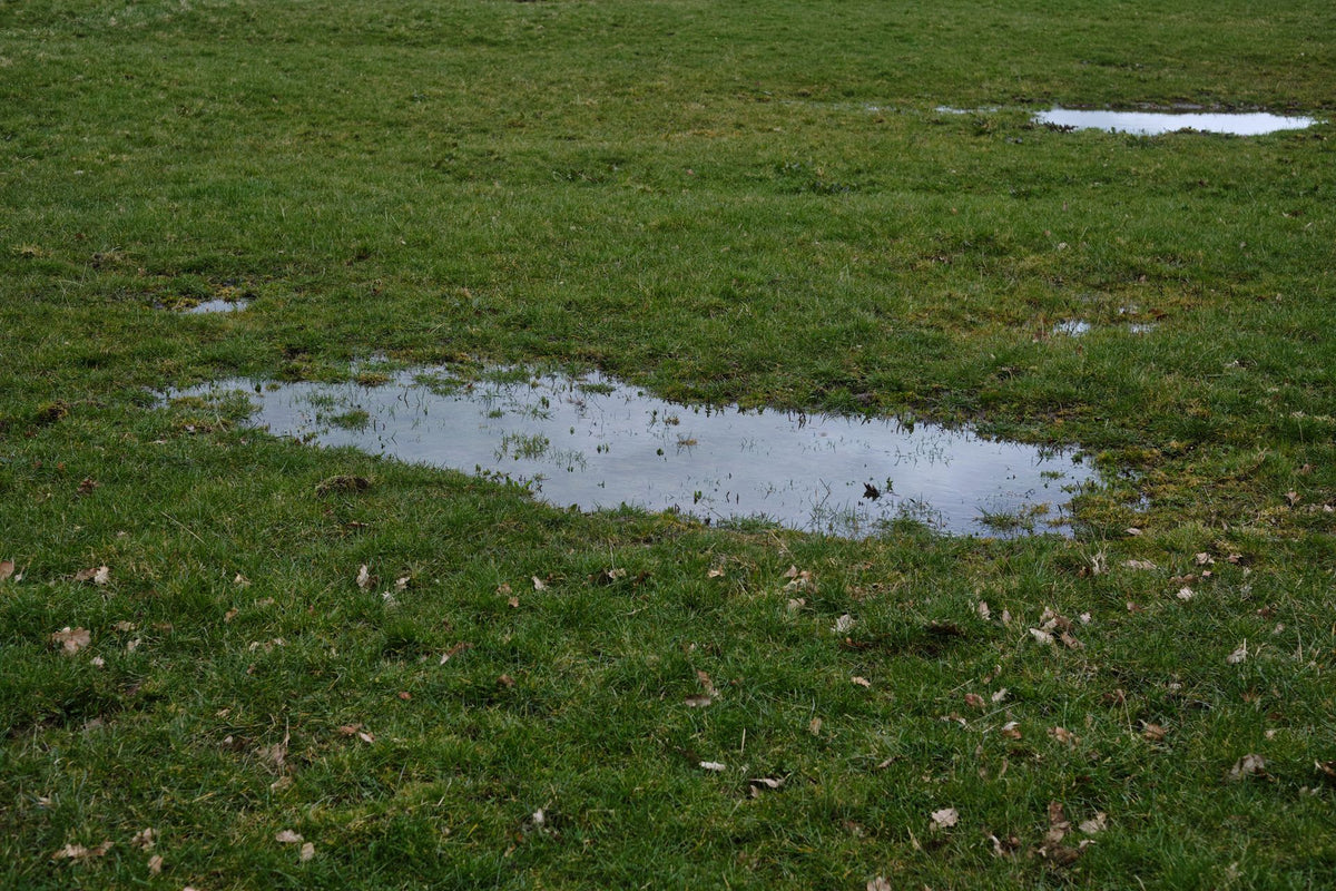 Nat grasland met regenplassen na herfstregen in een Europees landschap