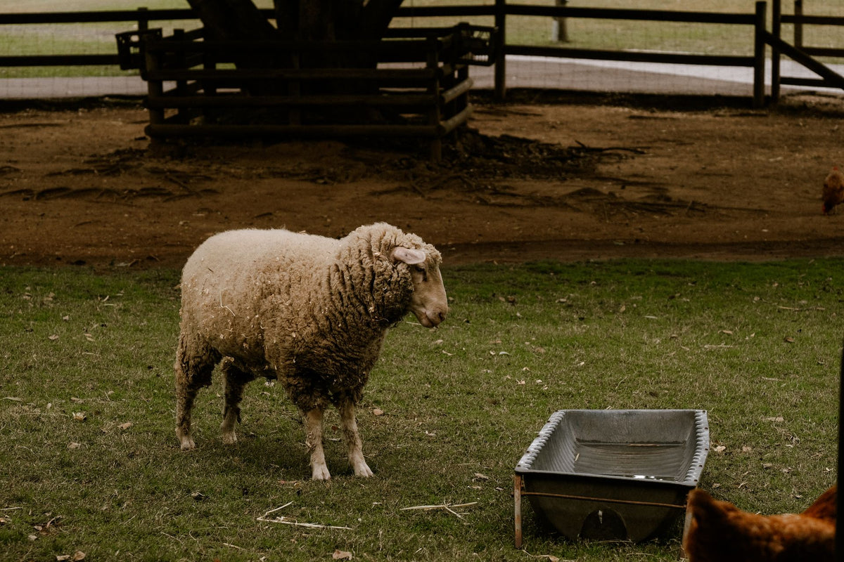 Schaap bij een drinkbak op een groene boerderijweide