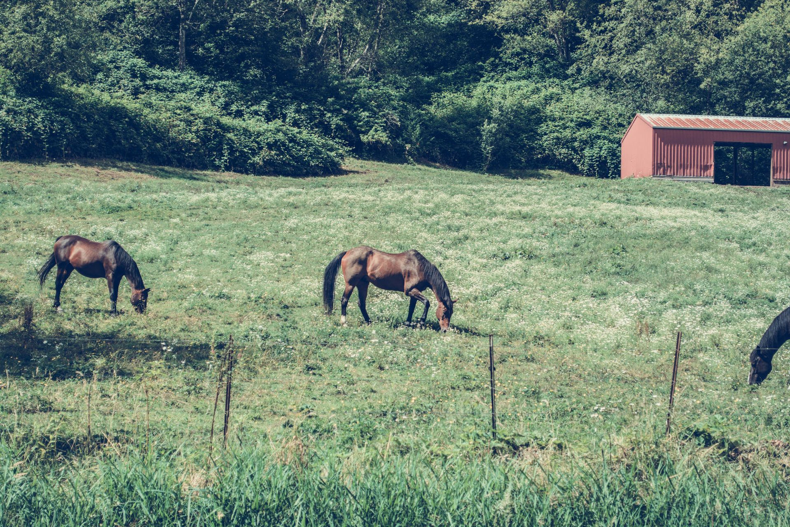 Paarden grazen rustig in een weiland op een zomerse dag