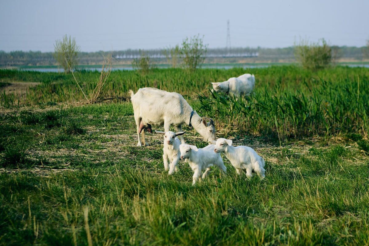 Geiten grazen op een groene weide