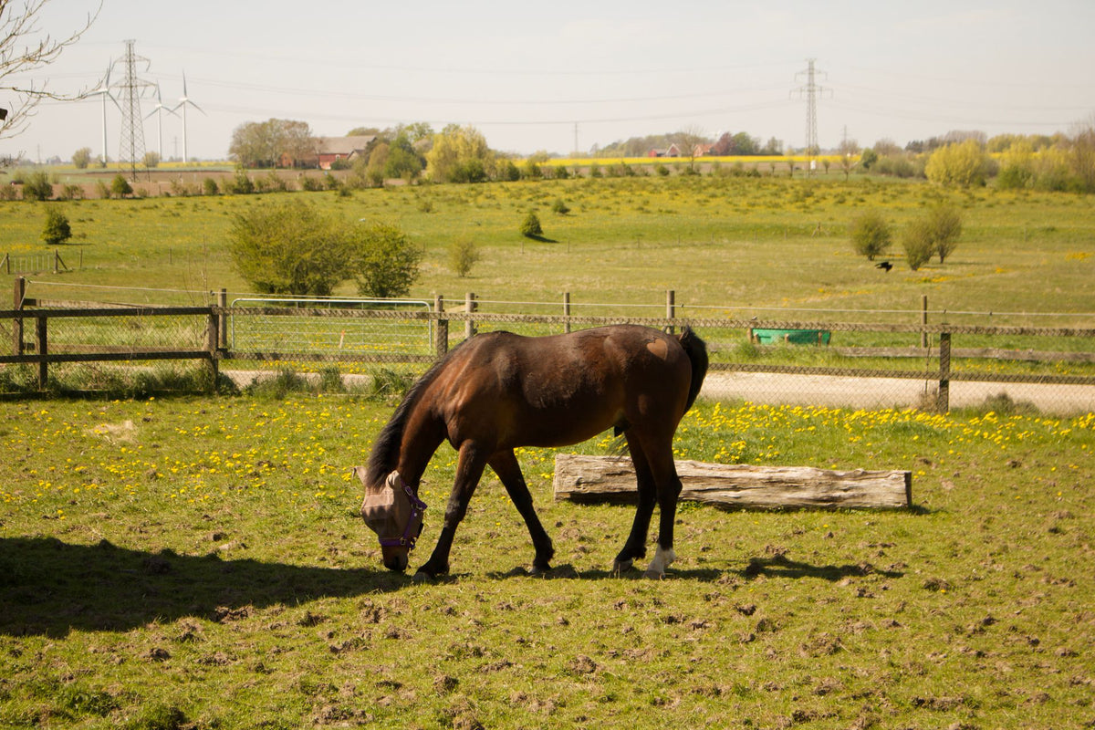 Bruin paard grazend in een groene weide, afrastering voor paarden