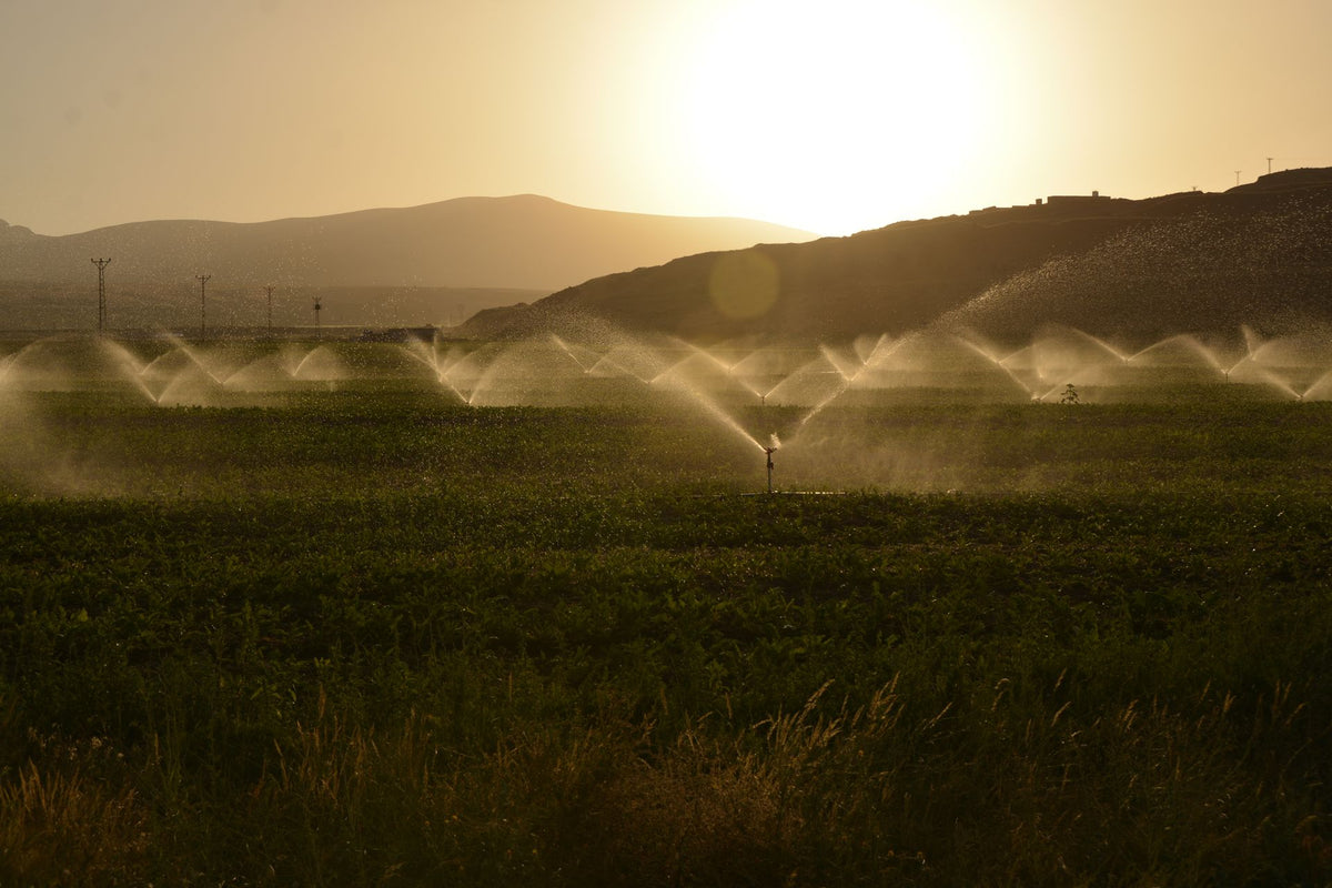 Sectorsproeier geeft water op een perceel bij zonsondergang