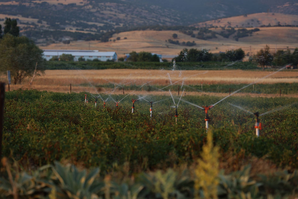 Professioneel sprinklersysteem irrigeert een weelderig groen veld bij zonsondergang