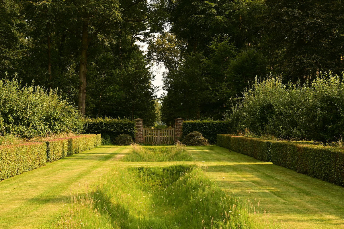 Verzorgde tuin met groene hagen en struiken in de zomer
