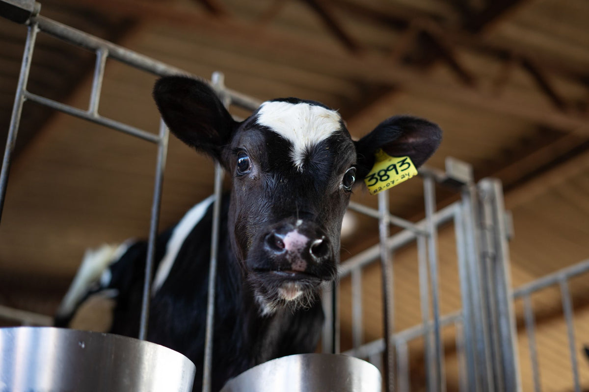 Jong Holstein-kalf in een kalverstal