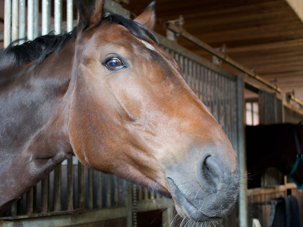 Bruin paard in een Europese stal
