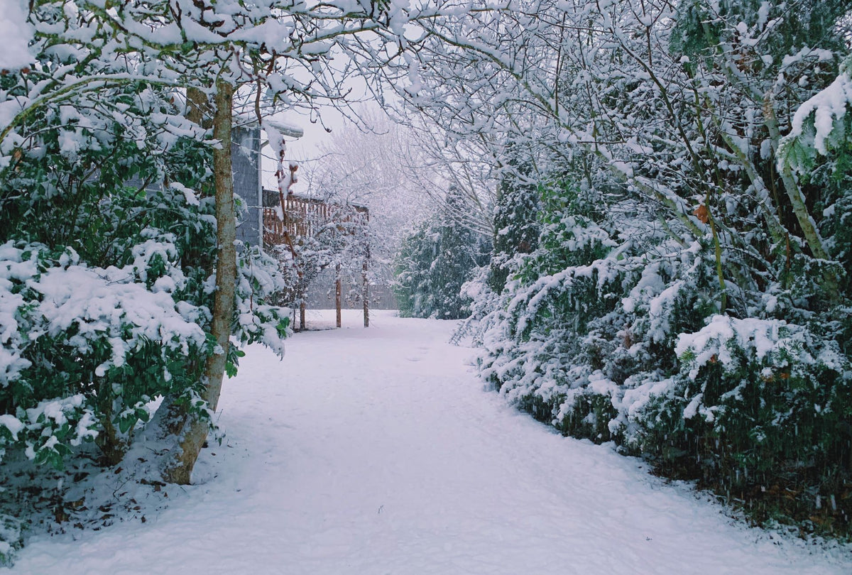 Verschneiter Weg durch einen Wintergarten bei einem Wohnhaus
