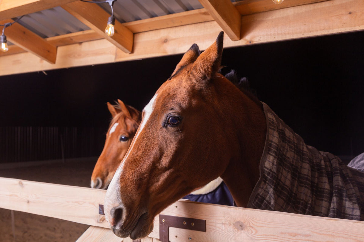 Twee bruine paarden in een stal met rustieke houten balken