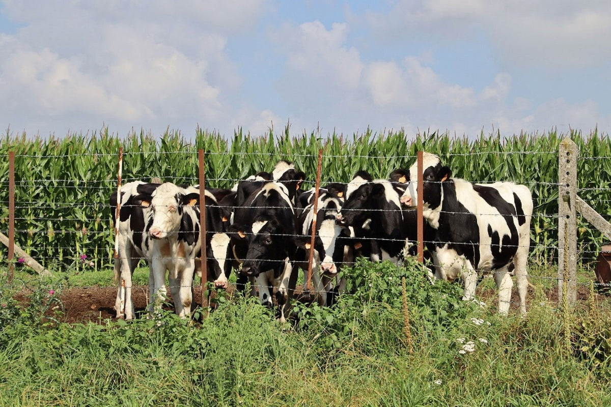 Holstein-koeien grazen bij een hek op een zomerse dag in een groen weideland