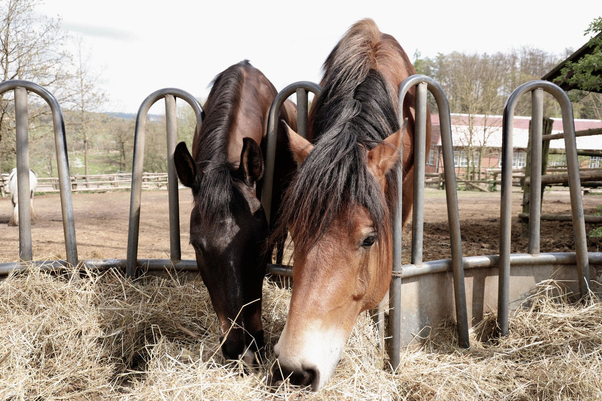 Twee paarden die hooi eten in een lichte buitenstal