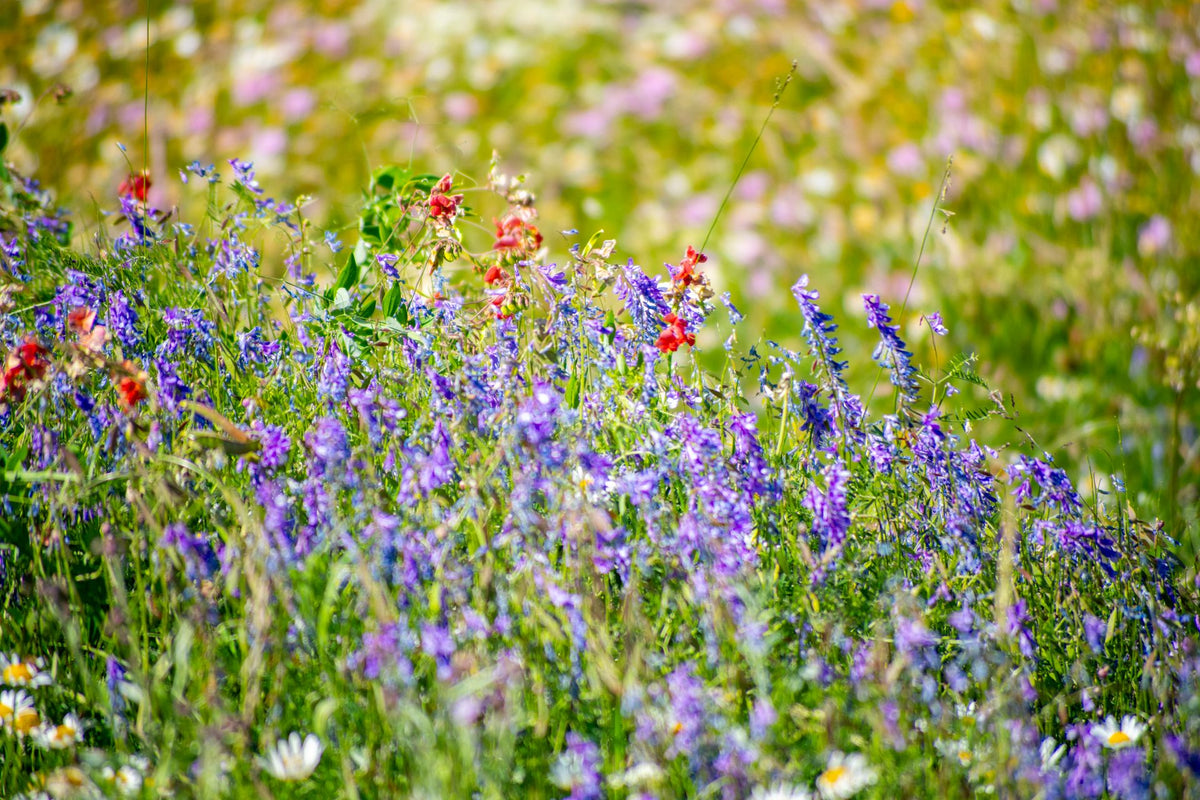 Bloemrijke berm met wilde bloemen en grassen in de zomer