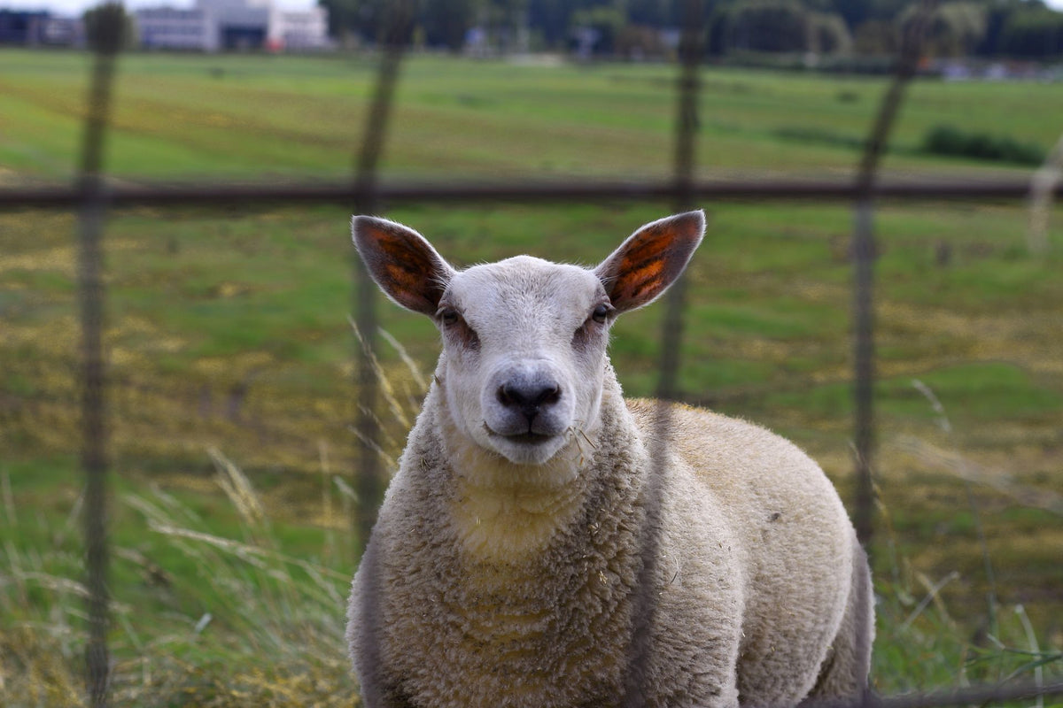 Schaap kijkt door een hek op een weide in Utrecht, Nederland