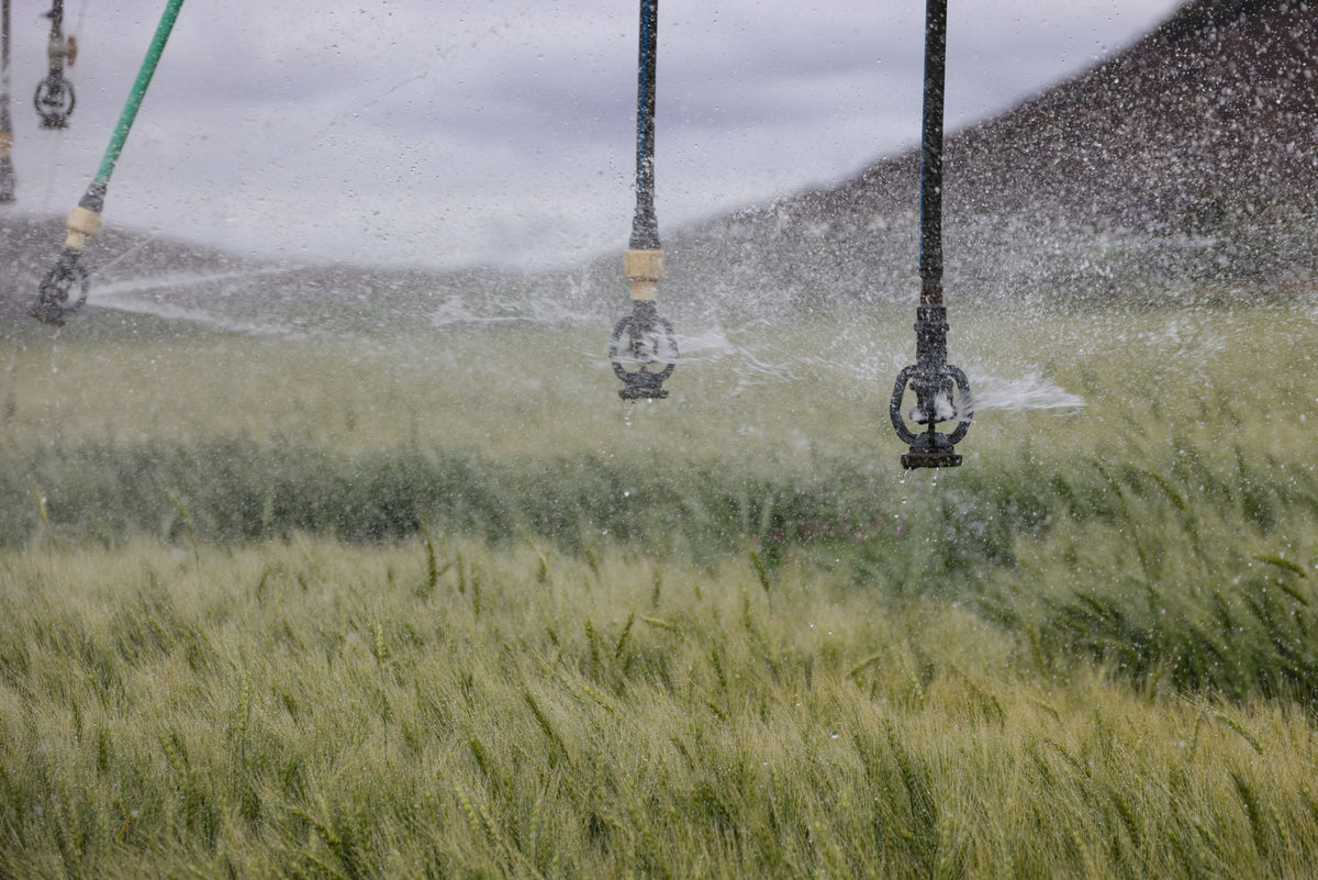 Sprinklers beregenen een weelderig groen korenveld, voorbeeld van efficiënte veldberegening