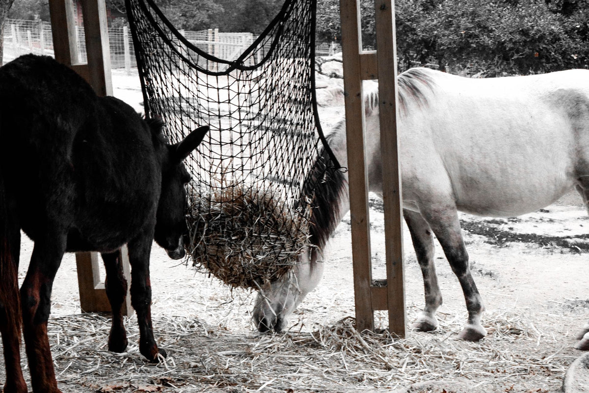 Twee paarden eten hooi uit een hooinet in de paddock