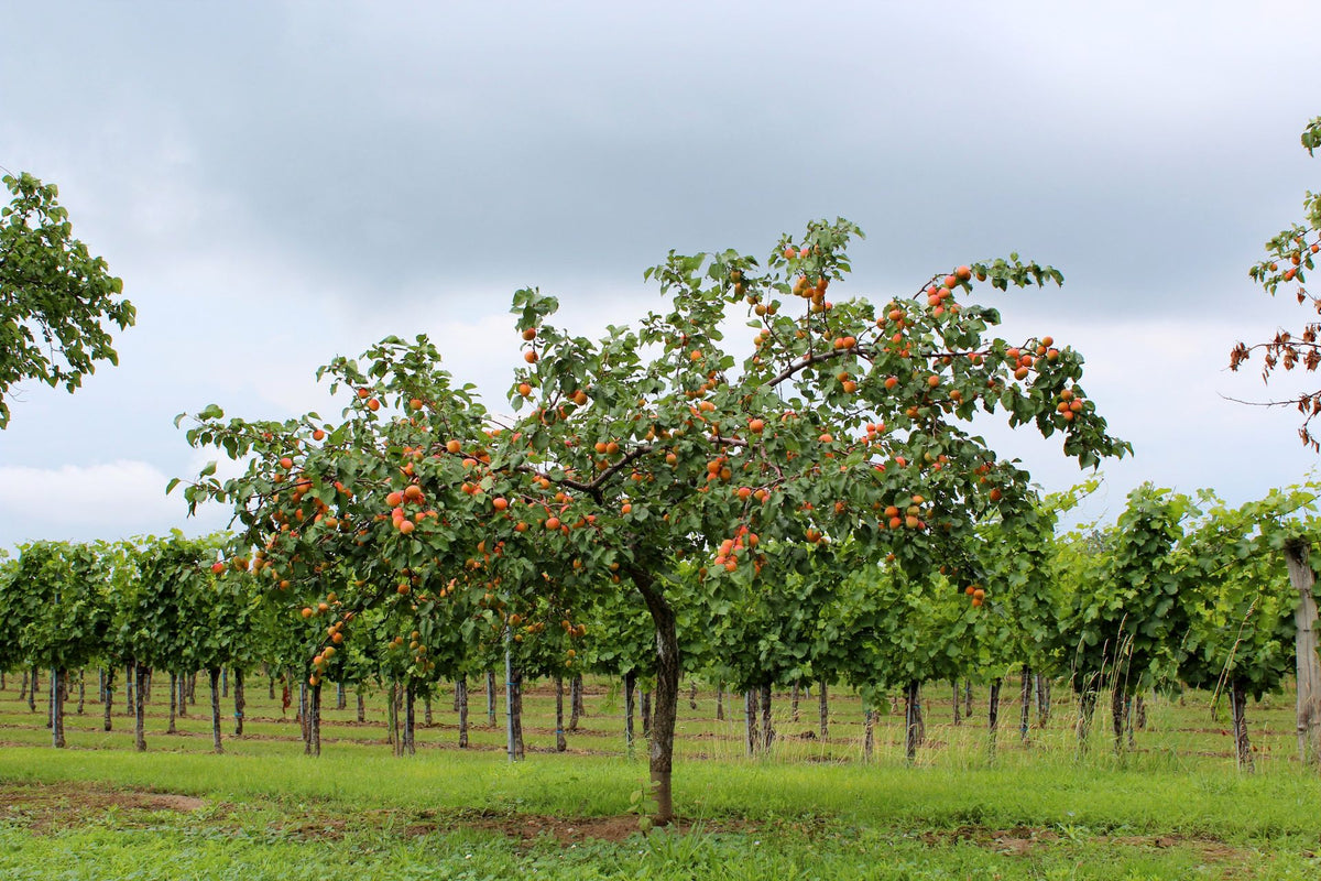 Rijpe abrikozen aan fruitbomen in een Oostenrijkse boomgaard
