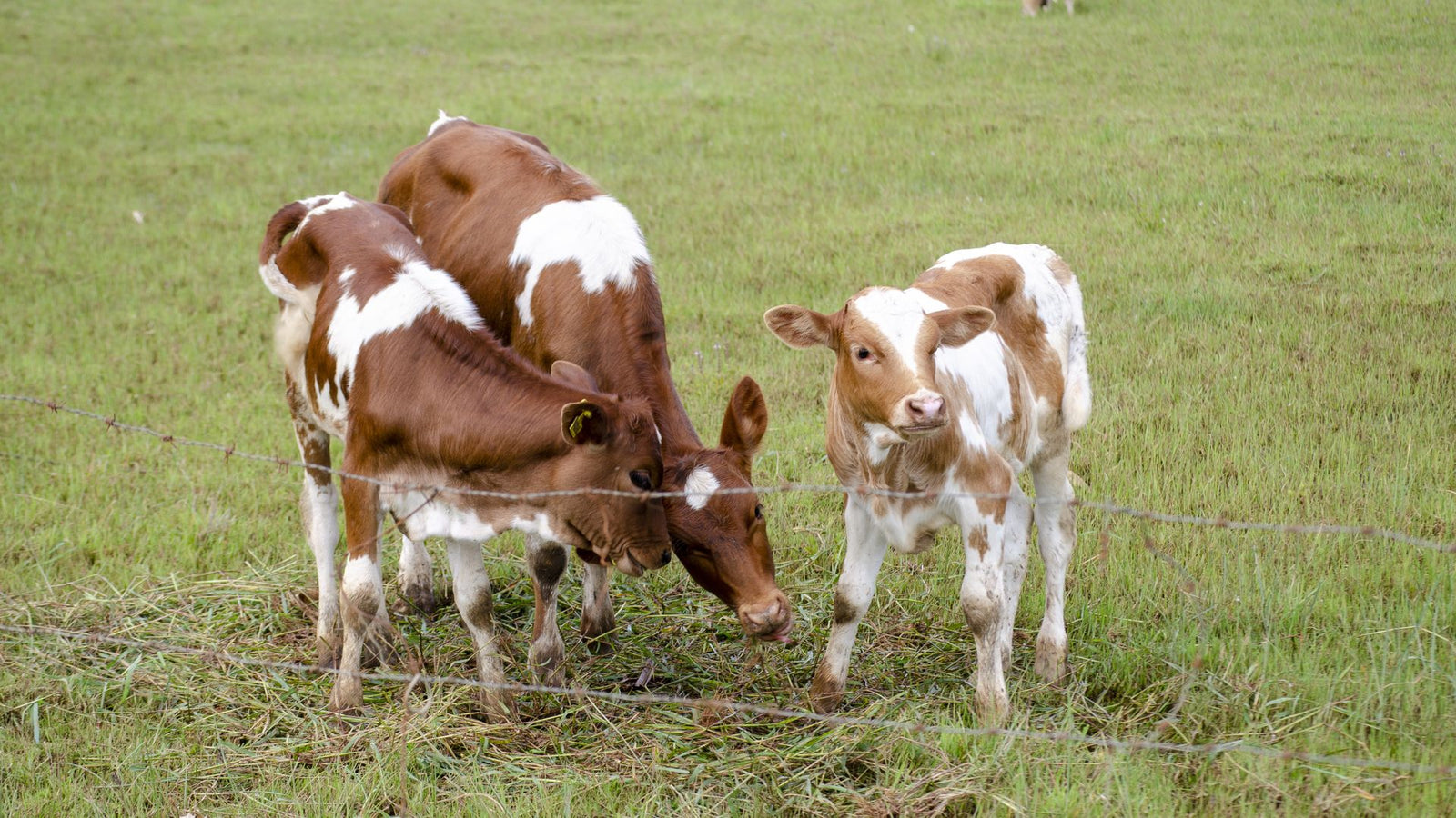 Drie jonge Holstein kalveren grazen in een groen weiland achter een draadafrastering