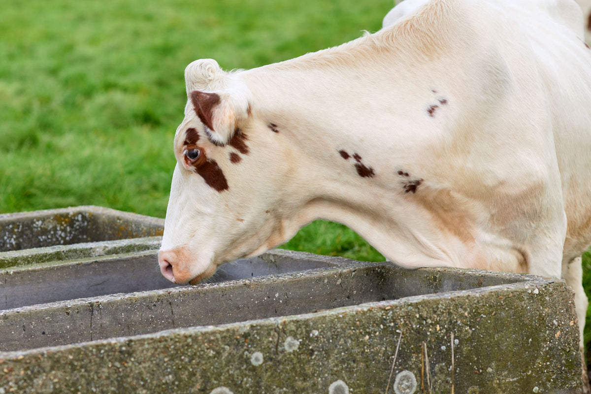 Melkkoe drinkt water uit een drinkbak in een groene weide