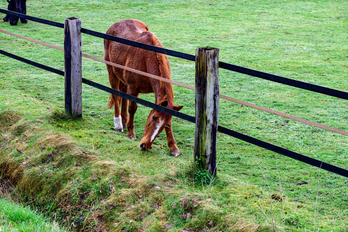 Bruin paard graast rustig in een groene afgerasterde weide