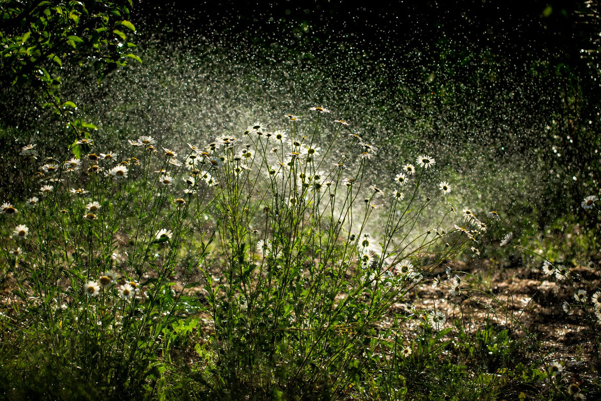 Zonnige bloemen in een tuin onder de zachte sproeinevel van een zwenksproeier