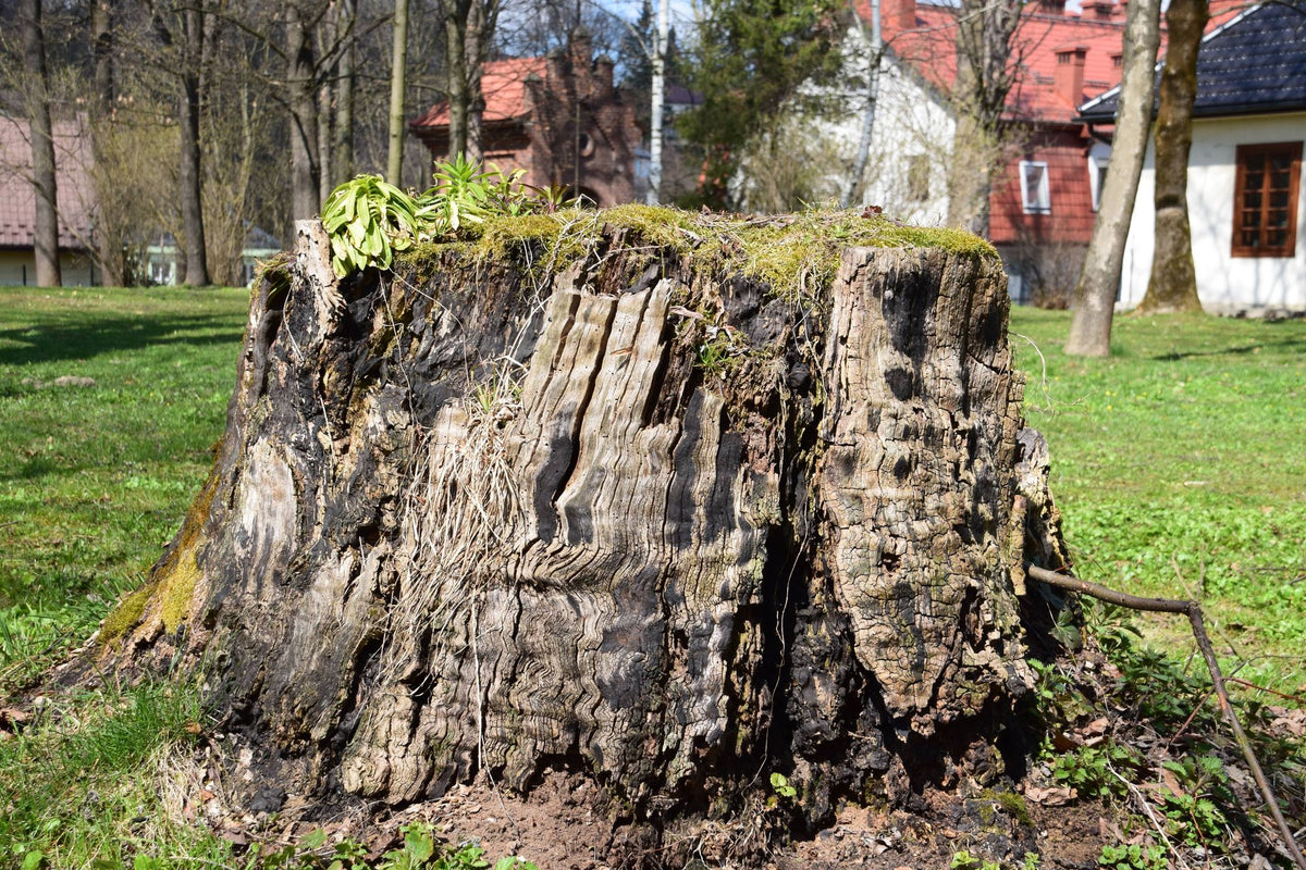 Großer Baumstumpf in einem europäischen Garten an einem sonnigen Tag