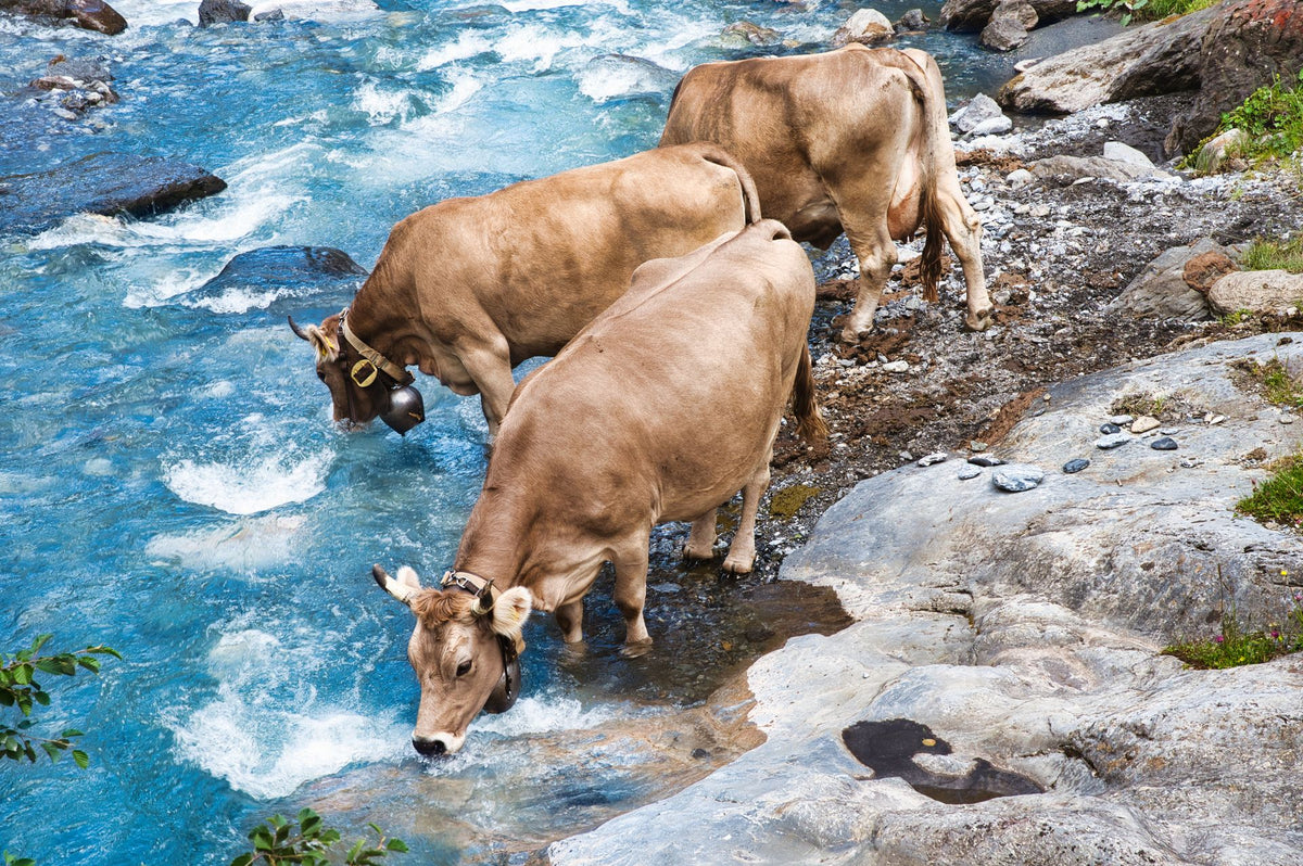 Drie koeien drinken water uit een bergbeek in de Alpen op een warme zomerdag