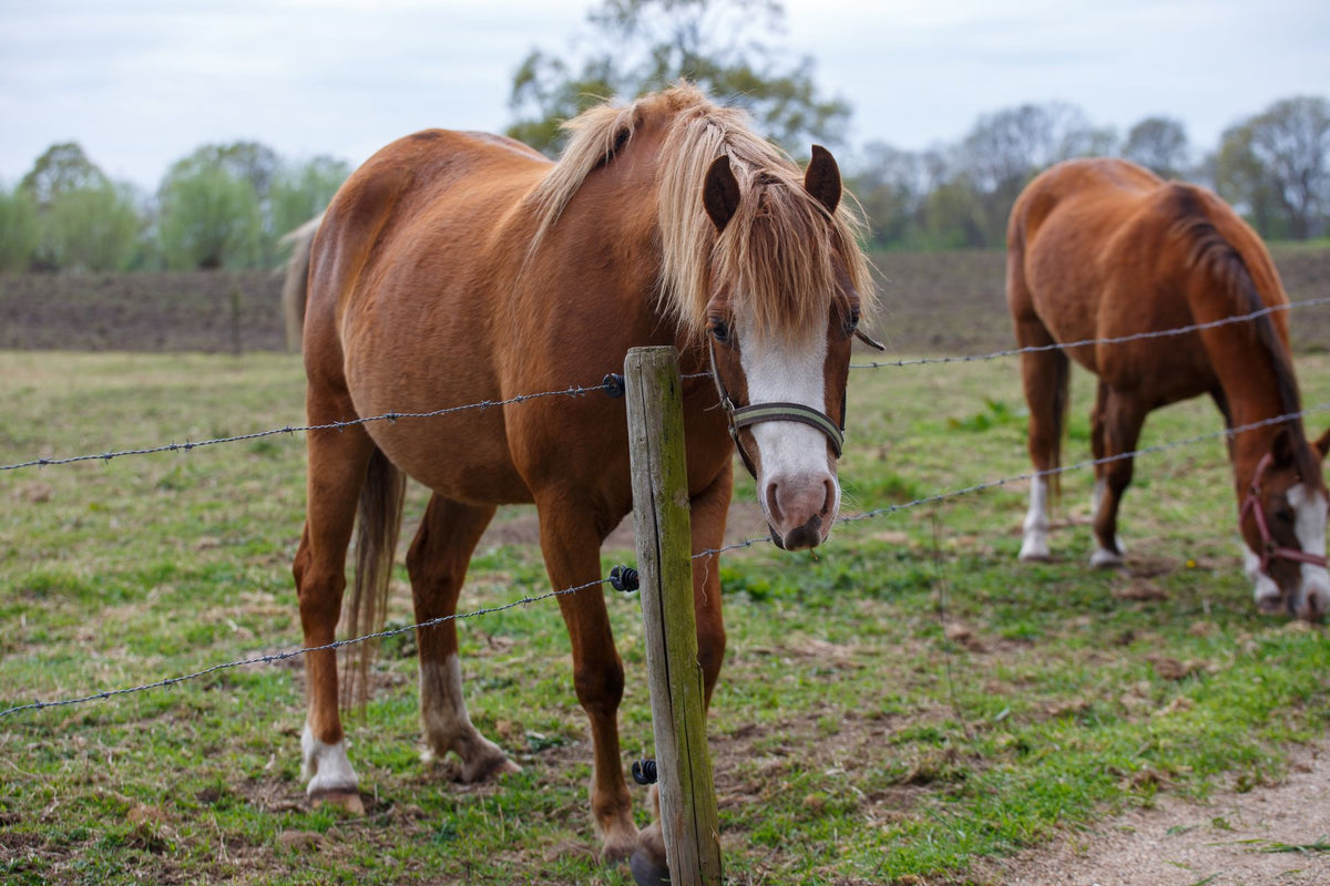 Twee kastanjebruine paarden grazen achter een draadafrastering op een groene weide