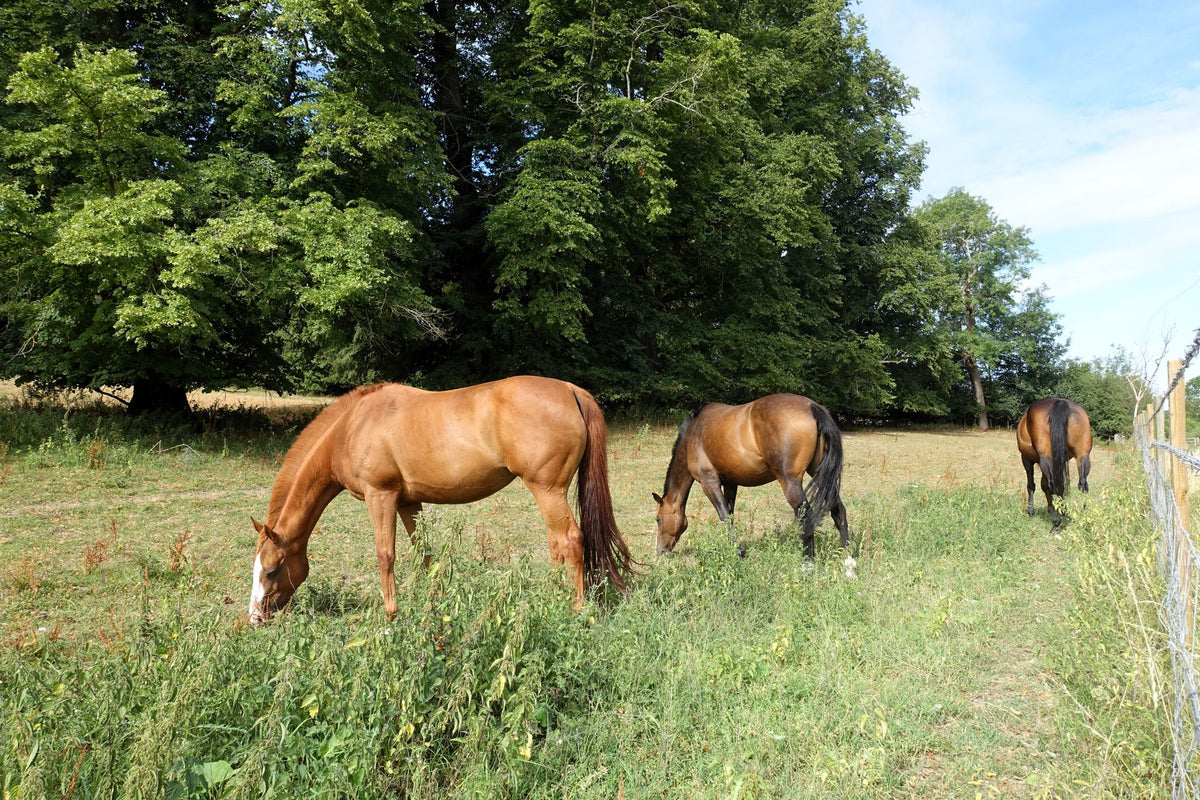 Paarden grazen in een groen weideperceel