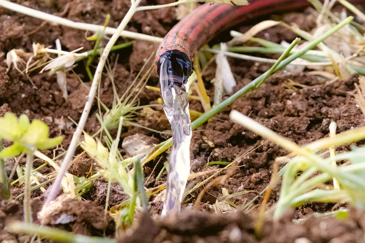 Tyleenslang die water geeft aan planten in de tuin