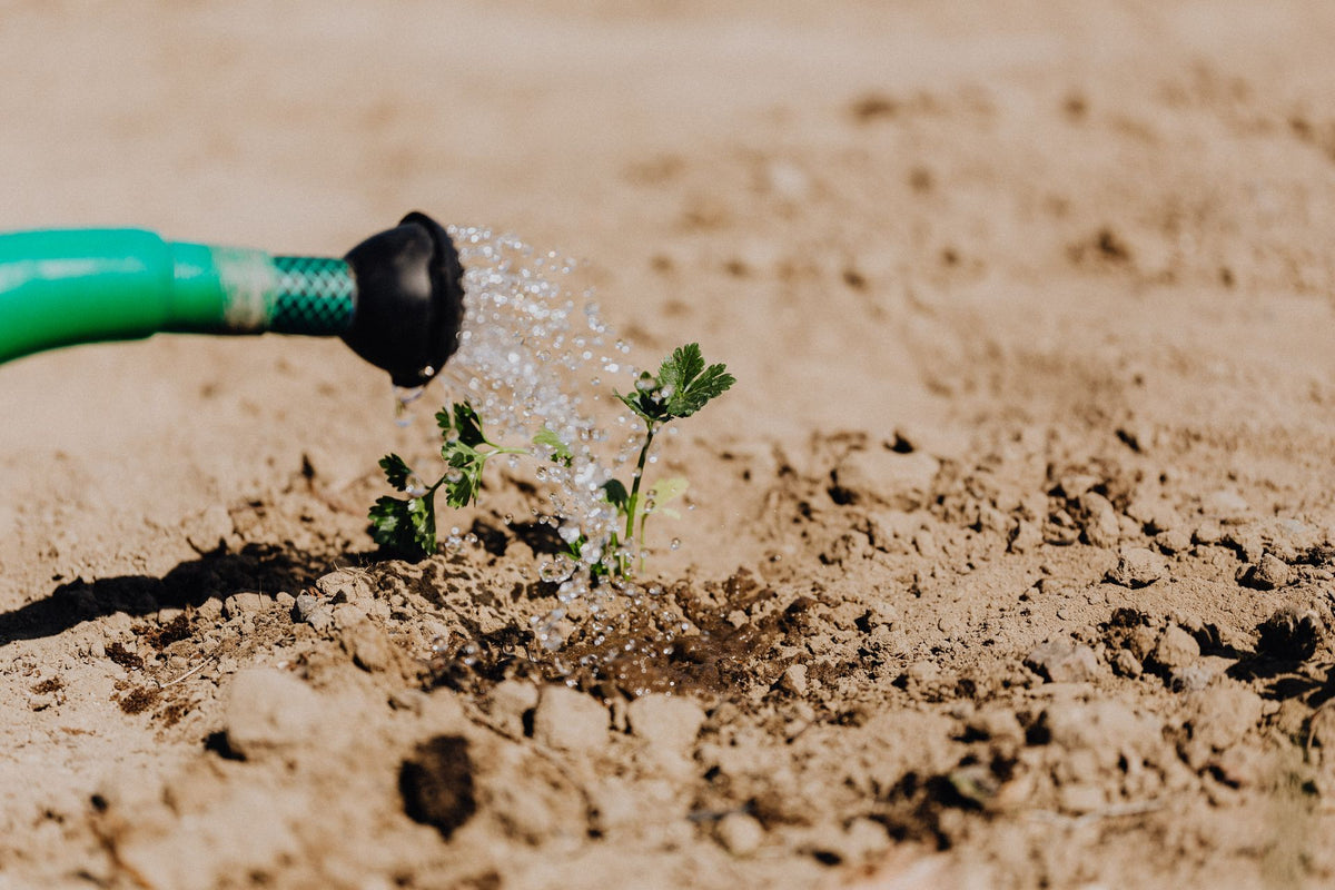 Druppelirrigatie bij jonge planten in de tuin