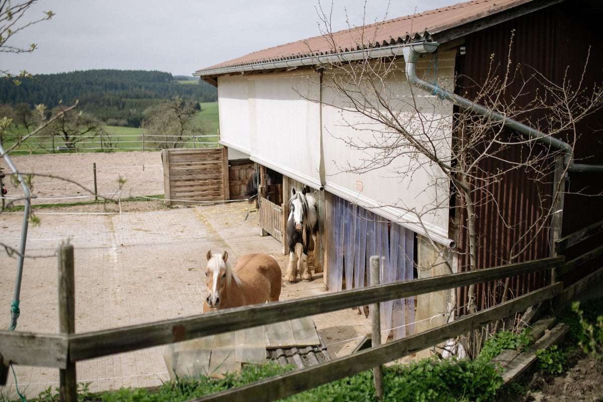 Paarden bij een stal op het Europese platteland - vliegende insecten bestrijden op erf en in de stal