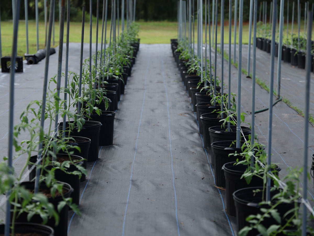 Jonge tomatenplantjes in rijen in een moderne kassenomgeving