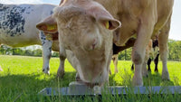 Excellent Salt Lick Parex 10 kg