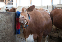 Borstel voor Paard, Rund, Geit