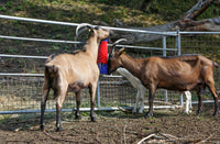 Borstel voor Paard, Rund, Geit