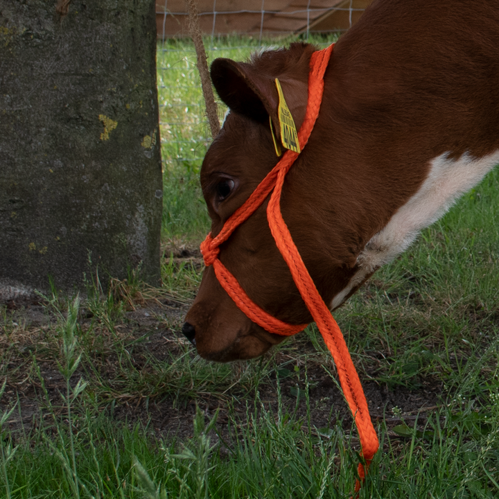 
  Halster Kalf verstelbaar breed oranje Kalf - Artikelnummer HALS0031
