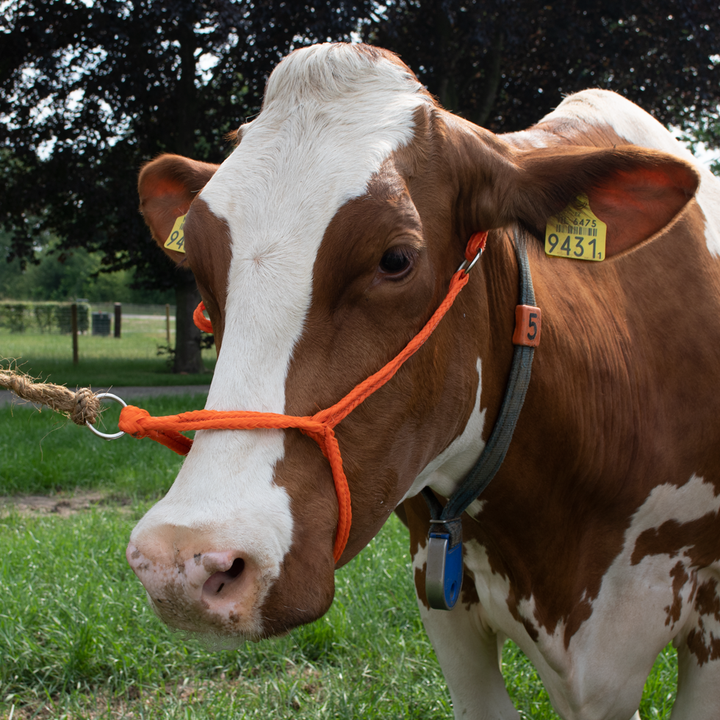 
  Halster Kalf verstelbaar breed oranje Koe - Artikelnummer HALS0035
