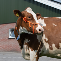 Halster Kalf verstelbaar breed oranje Koe