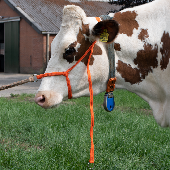 
  Halster Kalf verstelbaar breed oranje Koe groot - Artikelnummer HALS0037
