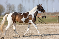 Excellent Horse Hi Gloss Glitter Spray Rainbow 250 ml