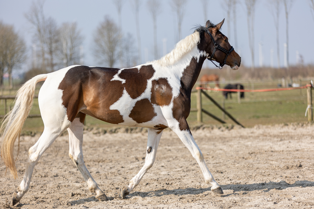 Excellent Horse Hi Gloss Glitter Spray Pink 250 ml